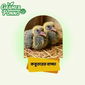 কবুতরের বাচ্ছা